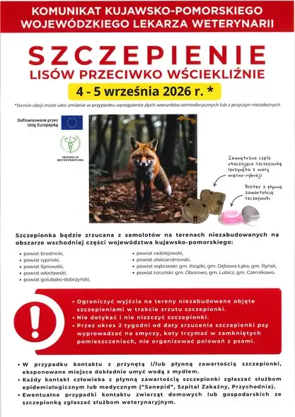 Szczepienie lisów przeciw wściekliźnie w regionie – ważne informacje dla mieszkańców